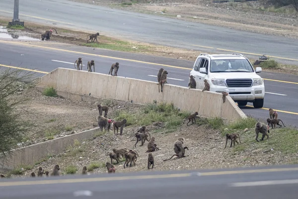 サルの群れはサウジアラビアのアシール山脈の道の近くで食べ物を待っています ロイヤリティフリーのストック写真