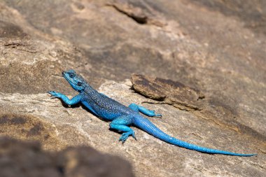 Sinai Agama, Pseudotrapelus sinaitus. Asir Dağları, Suudi Arabistan.