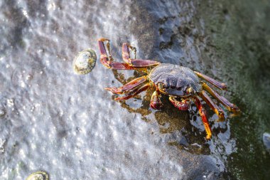 Suudi Arabistan 'da Kızıl Deniz' de sahilde yengeç.