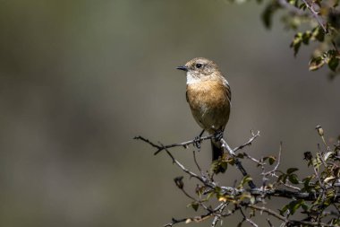 The Common Redstart, Phoenicurus phoenicurus