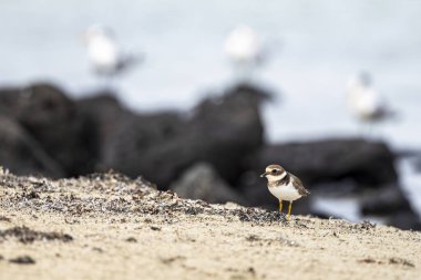 Ortak Halkalı Plover, Charadrius hiaticula