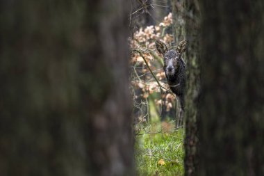 Geyik, Alces Alces, çam ormanında. Kampinos Ulusal Parkı, Polonya.
