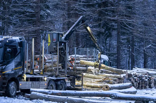 Kışın ormanda bir kamyona odun yüklemek.