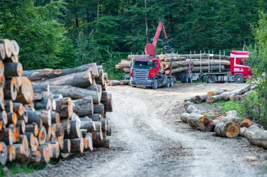 Ormandaki bir kamyona odun yüklemek.