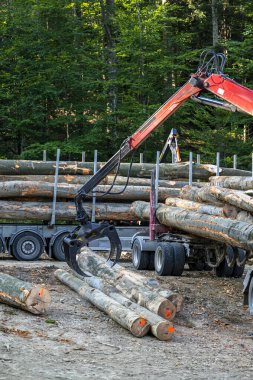 Ormandaki bir kamyona odun yüklemek.