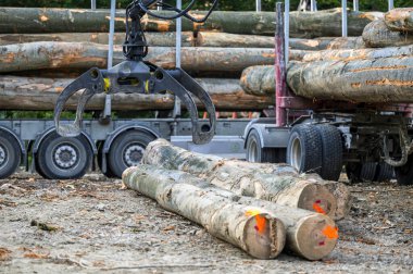 Ormandaki bir kamyona odun yüklemek.