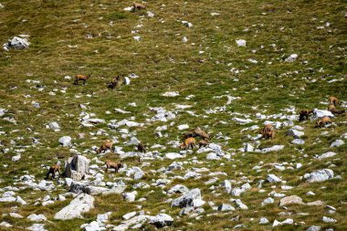 Bulgaristan 'ın Pirin dağlarında Balkan Chamois, Rupicapra rupicapra balcanica.