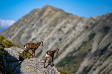 Bulgaristan 'ın Pirin dağlarında Balkan Chamois, Rupicapra rupicapra balcanica.