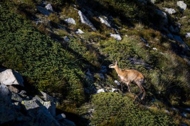 Bulgaristan 'ın Pirin dağlarında Balkan Chamois, Rupicapra rupicapra balcanica.