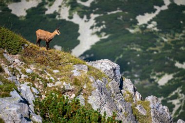 The balkan Chamois, Rupicapra rupicapra balcanica, in the Pirin mountains, Bulgaria. clipart