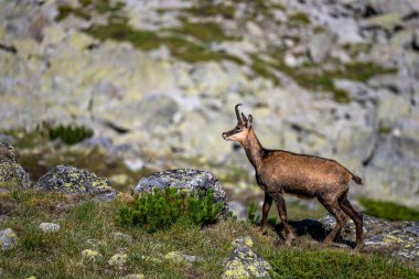 Bulgaristan 'ın Pirin dağlarında Balkan Chamois, Rupicapra rupicapra balcanica.