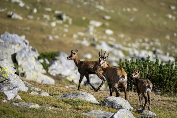 stock image The balkan Chamois, Rupicapra rupicapra balcanica, in the Pirin mountains, Bulgaria.