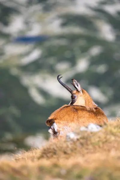 stock image The balkan Chamois, Rupicapra rupicapra balcanica, in the Pirin mountains, Bulgaria.