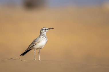 Greater hoopoe-lark, Alaemon alaudipes, Sahara Desert, Tunisia. clipart