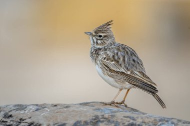 Bir kuşla renkli bir geçmişi var. Tarlakuşu, Galerida Cristata.