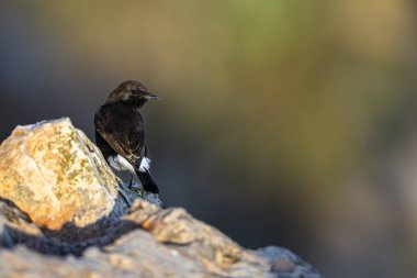 Siyah kuyruklu yıldız, Oenanthe lucura, Tunus