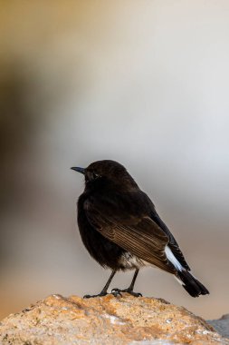 Siyah kuyruklu yıldız, Oenanthe lucura, Tunus
