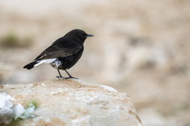 Siyah kuyruklu yıldız, Oenanthe lucura, Tunus