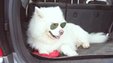 Bagajda güzel bir köpek var. Gözlüklü köpek arabada. Samoyed arabayla seyahat ediyor. bir köpekle seyahat etmek. Bir evcil hayvanla tatil