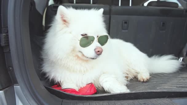 Beautiful Dog Trunk Dog Glasses Car Samoyed Traveling Car Traveling — Stock Video