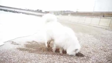 Sahildeki beyaz köpek. Güzel, mutlu, tüylü köpek deniz kenarında eğleniyor. Samoed. Mutlu köpek.