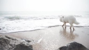 Sahildeki beyaz köpek. Güzel, mutlu, tüylü köpek deniz kenarında eğleniyor. Samoed. Mutlu köpek.