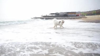 Sahildeki beyaz köpek. Güzel, mutlu, tüylü köpek deniz kenarında eğleniyor. Samoed. Mutlu köpek.
