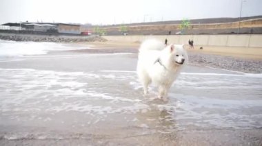 Sahildeki beyaz köpek. Güzel, mutlu, tüylü köpek deniz kenarında eğleniyor. Samoed. Mutlu köpek.