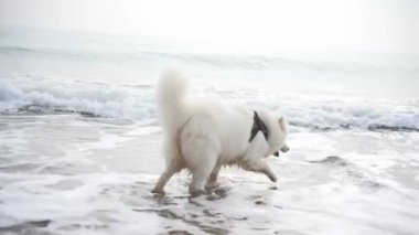 Sahildeki beyaz köpek. Güzel, mutlu, tüylü köpek deniz kenarında eğleniyor. Samoed. Mutlu köpek.