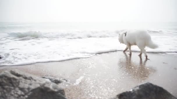 Vit Hund Stranden Vacker Glad Fluffig Hund Har Roligt Nära — Stockvideo