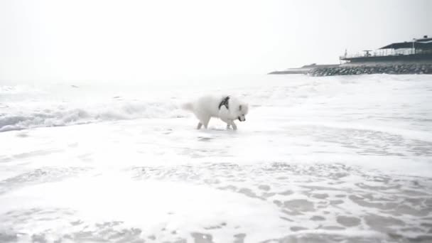 Λευκό Σκυλί Στην Παραλία Όμορφο Χαρούμενο Χνουδωτό Σκυλί Διασκεδάζει Κοντά — Αρχείο Βίντεο