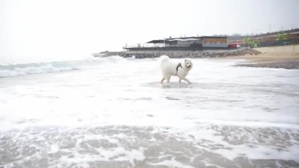Λευκό Σκυλί Στην Παραλία Όμορφο Χαρούμενο Χνουδωτό Σκυλί Διασκεδάζει Κοντά — Αρχείο Βίντεο