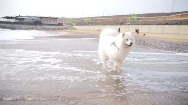 Білий Собака Пляжі Красивий Щасливий Пухнастий Собака Розважається Біля Моря — стокове відео