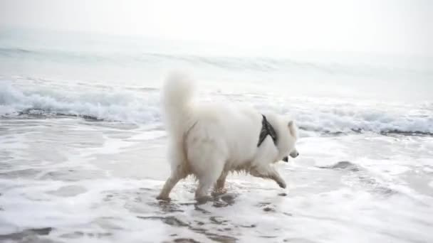 Vit Hund Stranden Vacker Glad Fluffig Hund Har Roligt Nära — Stockvideo