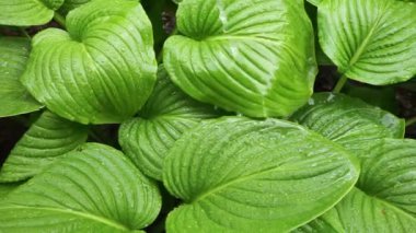 Yağmur damlası yeşil nilüfer yaprağına düşüyor. Arka planda, yavaş çekim görüntüleri. Lily yakın planda ayrılıyor.