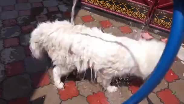 Tvätta Hunden Gården Husdjursskötsel Hund Sitter Tyst Vattensprayen Från Slang — Stockvideo