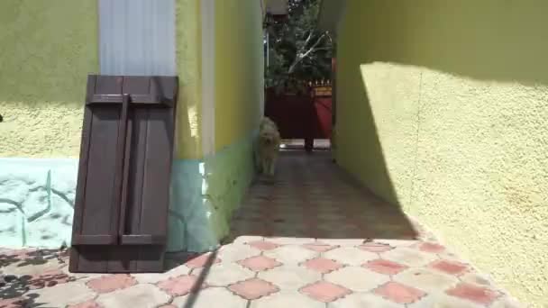 Perro Juguetón Divertirse Patio Mojado Samoyed Corriendo Jugando — Vídeos de Stock