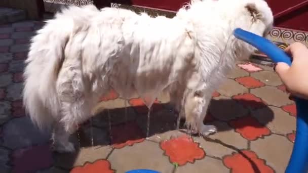 Lavando Perro Patio Concepto Cuidado Mascotas Perro Sentado Silencio Bajo — Vídeos de Stock