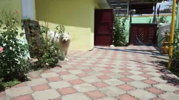 Lekfull Hund Kul Gården Våt Samoyed Kör Och Spelar — Stockvideo