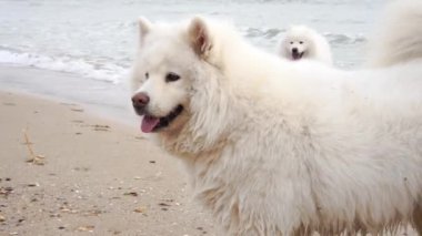 Sahilde beyaz samoed köpekler 