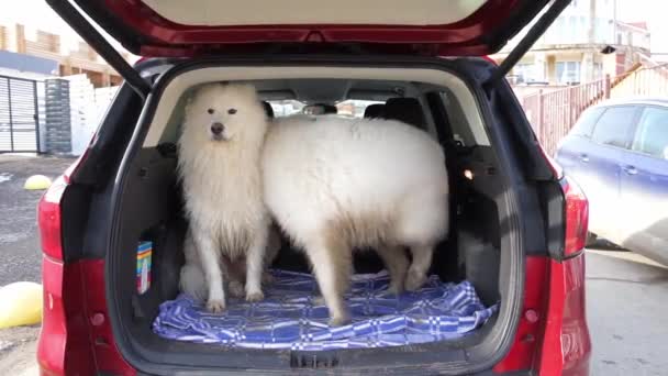 Красивые Самодовольные Собаки Багажнике Машины Самоед Собак Путешествующих Машине — стоковое видео