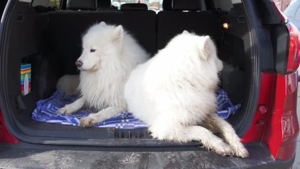 車のトランクの美しいサンゴの犬 車で移動するサモイド犬 — ストック動画