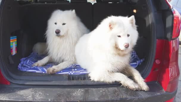 Smukke Samojede Hunde Bagagerummet Ved Bilen Samoyed Hunde Der Rejser – Stock-video