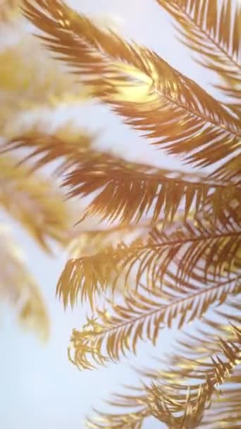 Animacja Pętli Tło Palm Których Liście Poruszają Się Wietrze Zachodzie — Wideo stockowe
