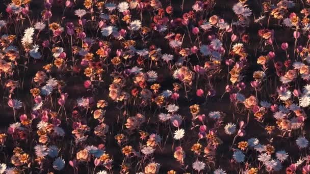 Animation Fond Animé Boucle Fleurs Colorées Déplacées Par Vent Coucher — Video