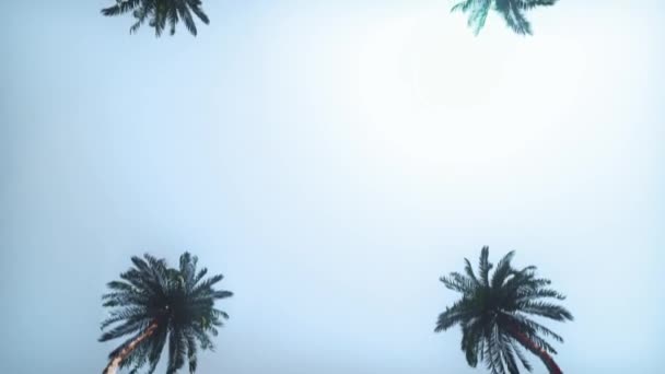 Animasjon Videresending Sløyfe Kamera Bevegelse Palm Tre Korridor Den Blå – stockvideo
