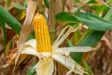 Sabahları organik mısır tarlasında taze mısır koçanı..