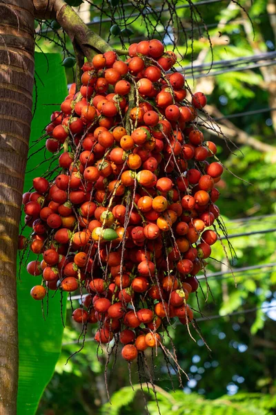 Dojrzałe Red Betel Nut Betel Palm Branch Ogrodzie — Zdjęcie stockowe