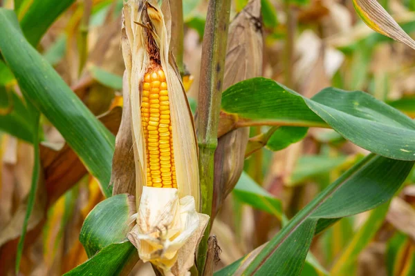 Friss Kukorica Cob Egy Bio Kukoricaföldön Reggel — Stock Fotó