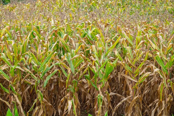 Кукурузный Початок Кукурузном Поле Утрам — стоковое фото